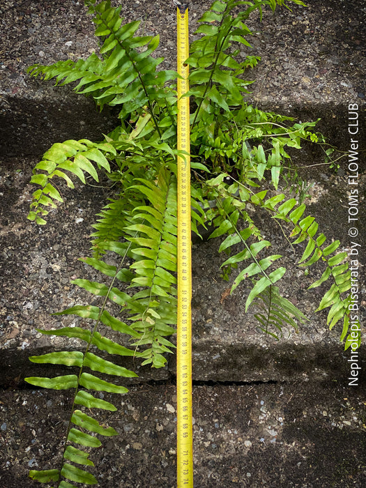 Nephrolepis Biserrata - Giant Sword Fern for sale at TOMs FLOWer CLUB.