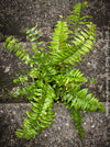 Nephrolepis Biserrata - Giant Sword Fern for sale at TOMs FLOWer CLUB.