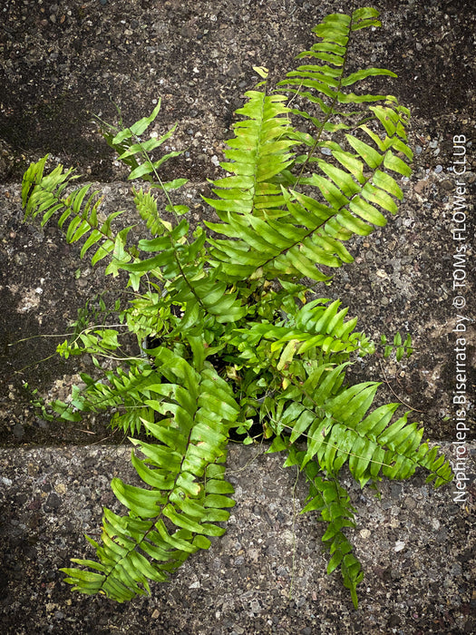 Nephrolepis Biserrata - Giant Sword Fern for sale at TOMs FLOWer CLUB.
