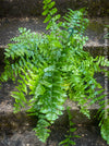 Nephrolepis Biserrata - Giant Sword Fern for sale at TOMs FLOWer CLUB.
