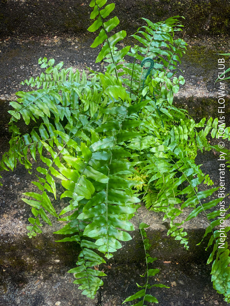 Nephrolepis Biserrata - Giant Sword Fern for sale at TOMs FLOWer CLUB.