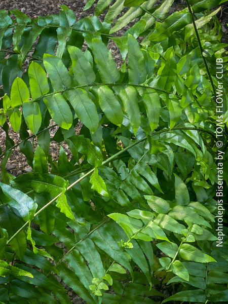 Nephrolepis Biserrata - Giant Sword Fern for sale at TOMs FLOWer CLUB.