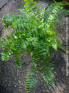 Nephrolepis Biserrata - Giant Sword Fern for sale at TOMs FLOWer CLUB.