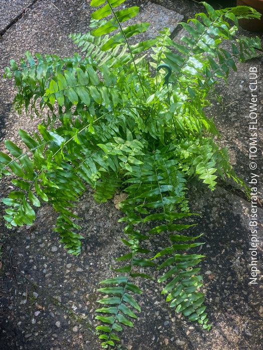 Nephrolepis Biserrata - Giant Sword Fern for sale at TOMs FLOWer CLUB.