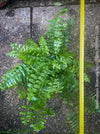 Nephrolepis Biserrata - Giant Sword Fern for sale at TOMs FLOWer CLUB.