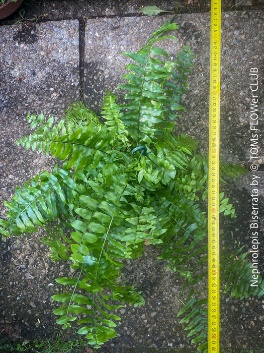Nephrolepis Biserrata - Giant Sword Fern for sale at TOMs FLOWer CLUB.
