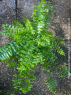 Nephrolepis Biserrata - Giant Sword Fern for sale at TOMs FLOWer CLUB.