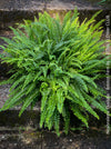 Nephrolepis Exaltata - Boston Fern for sale at TOMs FLOWer CLUB.