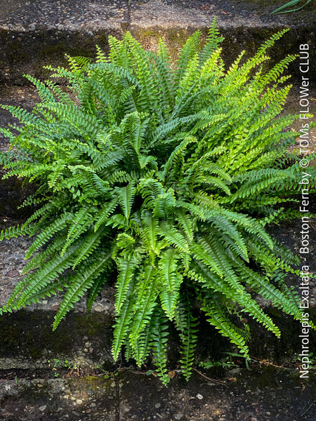 Nephrolepis Exaltata - Boston Fern for sale at TOMs FLOWer CLUB.