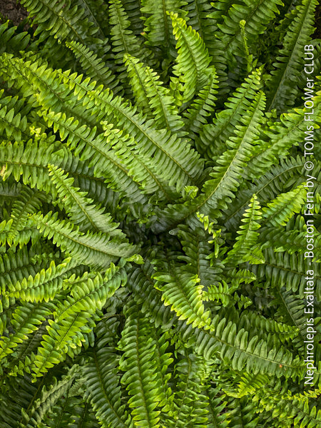 Nephrolepis Exaltata - Boston Fern for sale at TOMs FLOWer CLUB.