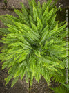Nephrolepis Exaltata - Boston Fern for sale at TOMs FLOWer CLUB.