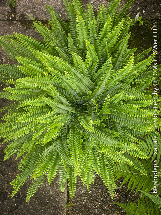 Nephrolepis Exaltata - Boston Fern for sale at TOMs FLOWer CLUB.