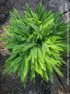 Nephrolepis Exaltata - Boston Fern for sale at TOMs FLOWer CLUB.