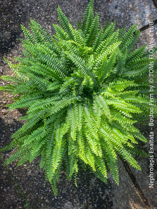 Nephrolepis Exaltata - Boston Fern for sale at TOMs FLOWer CLUB.