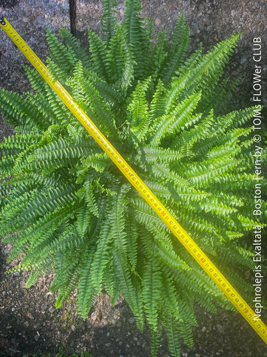 Nephrolepis Exaltata - Boston Fern for sale at TOMs FLOWer CLUB.