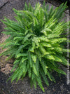 Nephrolepis Exaltata - Boston Fern for sale at TOMs FLOWer CLUB.