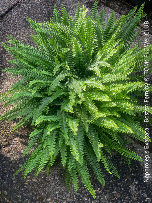 Nephrolepis Exaltata - Boston Fern for sale at TOMs FLOWer CLUB.