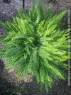 Nephrolepis Exaltata - Boston Fern for sale at TOMs FLOWer CLUB.