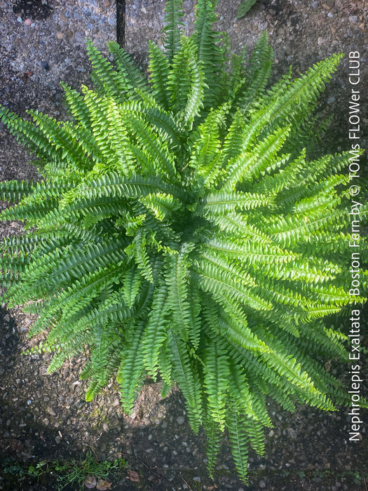 Nephrolepis Exaltata - Boston Fern for sale at TOMs FLOWer CLUB.