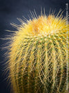 Parodia leninghausii, Notocactus leninghausii, the Golden Ball Cactus, Kaktus, cactus, hairy cactus, organically grown succulent plants for sale at TOMs FLOWer CLUB.