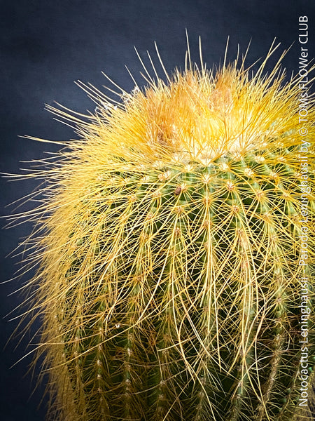 Parodia leninghausii, Notocactus leninghausii, the Golden Ball Cactus, Kaktus, cactus, hairy cactus, organically grown succulent plants for sale at TOMs FLOWer CLUB.