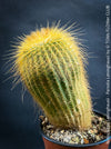 Parodia leninghausii, Notocactus leninghausii, the Golden Ball Cactus, Kaktus, cactus, hairy cactus, organically grown succulent plants for sale at TOMs FLOWer CLUB.