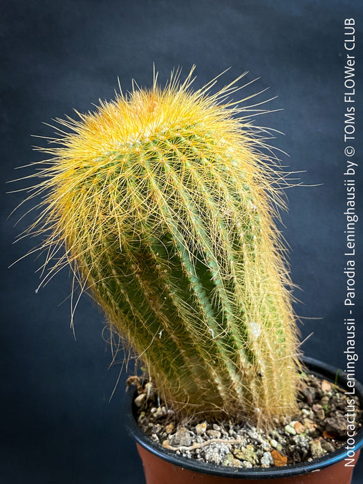 Parodia leninghausii, Notocactus leninghausii, the Golden Ball Cactus, Kaktus, cactus, hairy cactus, organically grown succulent plants for sale at TOMs FLOWer CLUB.