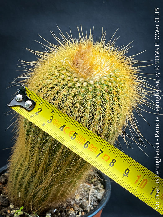 Parodia leninghausii, Notocactus leninghausii, the Golden Ball Cactus, Kaktus, cactus, hairy cactus, organically grown succulent plants for sale at TOMs FLOWer CLUB.