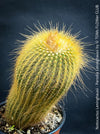 Parodia leninghausii, Notocactus leninghausii, the Golden Ball Cactus, Kaktus, cactus, hairy cactus, organically grown succulent plants for sale at TOMs FLOWer CLUB.