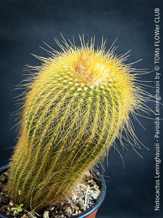 Parodia leninghausii, Notocactus leninghausii, the Golden Ball Cactus, Kaktus, cactus, hairy cactus, organically grown succulent plants for sale at TOMs FLOWer CLUB.