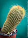 Parodia leninghausii, Notocactus leninghausii, the Golden Ball Cactus, Kaktus, cactus, hairy cactus, organically grown succulent plants for sale at TOMs FLOWer CLUB.