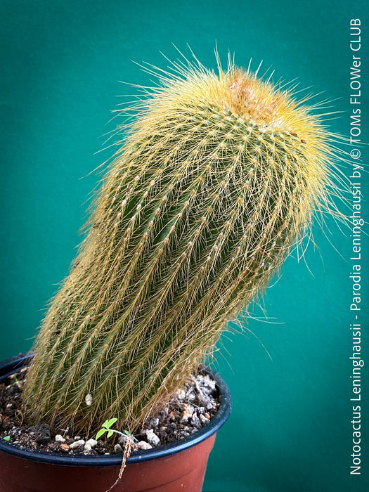 Parodia leninghausii, Notocactus leninghausii, the Golden Ball Cactus, Kaktus, cactus, hairy cactus, organically grown succulent plants for sale at TOMs FLOWer CLUB.