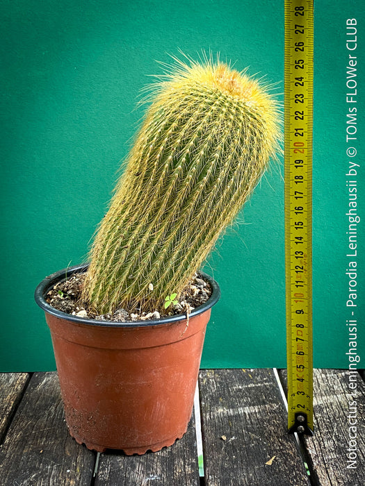 Parodia leninghausii, Notocactus leninghausii, the Golden Ball Cactus, Kaktus, cactus, hairy cactus, organically grown succulent plants for sale at TOMs FLOWer CLUB.
