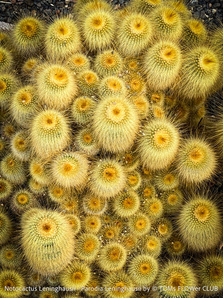 Parodia leninghausii, Notocactus leninghausii, the Golden Ball Cactus, Kaktus, cactus, hairy cactus, organically grown succulent plants for sale at TOMs FLOWer CLUB.