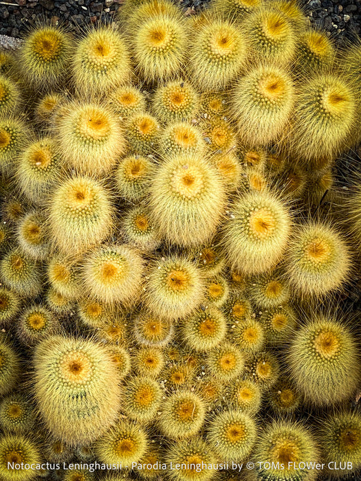 Parodia leninghausii, Notocactus leninghausii, the Golden Ball Cactus, Kaktus, cactus, hairy cactus, organically grown succulent plants for sale at TOMs FLOWer CLUB.