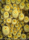 Parodia leninghausii, Notocactus leninghausii, the Golden Ball Cactus, Kaktus, cactus, hairy cactus, organically grown succulent plants for sale at TOMs FLOWer CLUB.