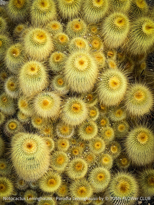 Parodia leninghausii, Notocactus leninghausii, the Golden Ball Cactus, Kaktus, cactus, hairy cactus, organically grown succulent plants for sale at TOMs FLOWer CLUB.