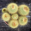 Parodia leninghausii, Notocactus leninghausii, the Golden Ball Cactus, Kaktus, cactus, hairy cactus, organically grown succulent plants for sale at TOMs FLOWer CLUB.
