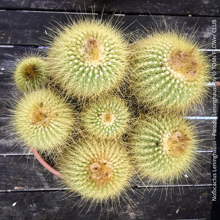 Parodia leninghausii, Notocactus leninghausii, the Golden Ball Cactus, Kaktus, cactus, hairy cactus, organically grown succulent plants for sale at TOMs FLOWer CLUB.