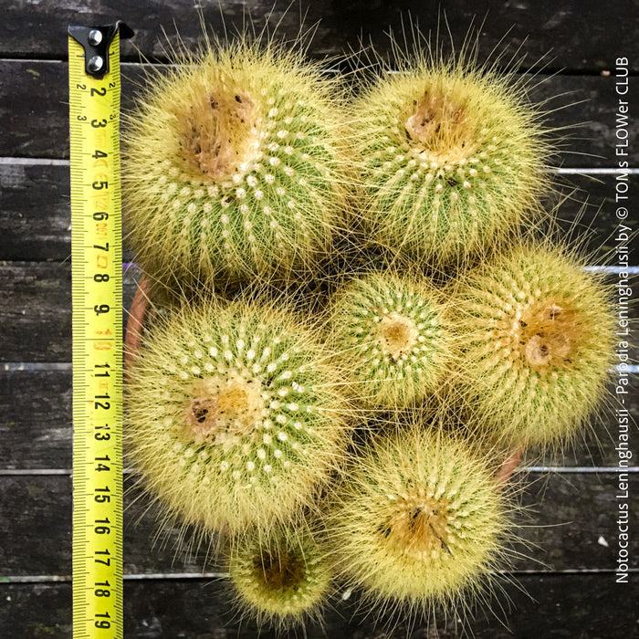 Parodia leninghausii, Notocactus leninghausii, the Golden Ball Cactus, Kaktus, cactus, hairy cactus, organically grown succulent plants for sale at TOMs FLOWer CLUB.