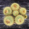 Parodia leninghausii, Notocactus leninghausii, the Golden Ball Cactus, Kaktus, cactus, hairy cactus, organically grown succulent plants for sale at TOMs FLOWer CLUB.