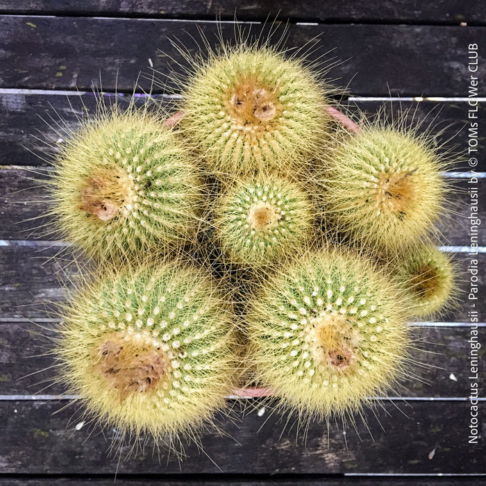 Parodia leninghausii, Notocactus leninghausii, the Golden Ball Cactus, Kaktus, cactus, hairy cactus, organically grown succulent plants for sale at TOMs FLOWer CLUB.