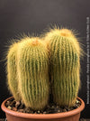 Parodia leninghausii, Notocactus leninghausii, the Golden Ball Cactus, Kaktus, cactus, hairy cactus, organically grown succulent plants for sale at TOMs FLOWer CLUB.
