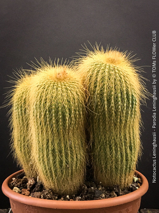 Parodia leninghausii, Notocactus leninghausii, the Golden Ball Cactus, Kaktus, cactus, hairy cactus, organically grown succulent plants for sale at TOMs FLOWer CLUB.