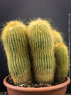 Parodia leninghausii, Notocactus leninghausii, the Golden Ball Cactus, Kaktus, cactus, hairy cactus, organically grown succulent plants for sale at TOMs FLOWer CLUB.