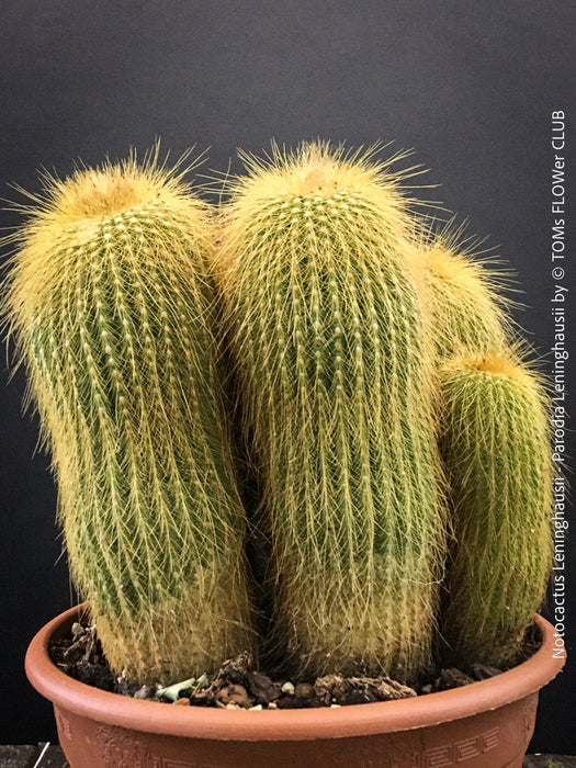 Parodia leninghausii, Notocactus leninghausii, the Golden Ball Cactus, Kaktus, cactus, hairy cactus, organically grown succulent plants for sale at TOMs FLOWer CLUB.