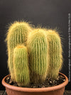 Parodia leninghausii, Notocactus leninghausii, the Golden Ball Cactus, Kaktus, cactus, hairy cactus, organically grown succulent plants for sale at TOMs FLOWer CLUB.
