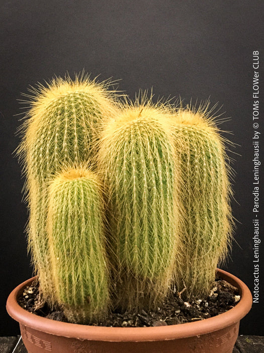 Parodia leninghausii, Notocactus leninghausii, the Golden Ball Cactus, Kaktus, cactus, hairy cactus, organically grown succulent plants for sale at TOMs FLOWer CLUB.