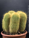 Parodia leninghausii, Notocactus leninghausii, the Golden Ball Cactus, Kaktus, cactus, hairy cactus, organically grown succulent plants for sale at TOMs FLOWer CLUB.