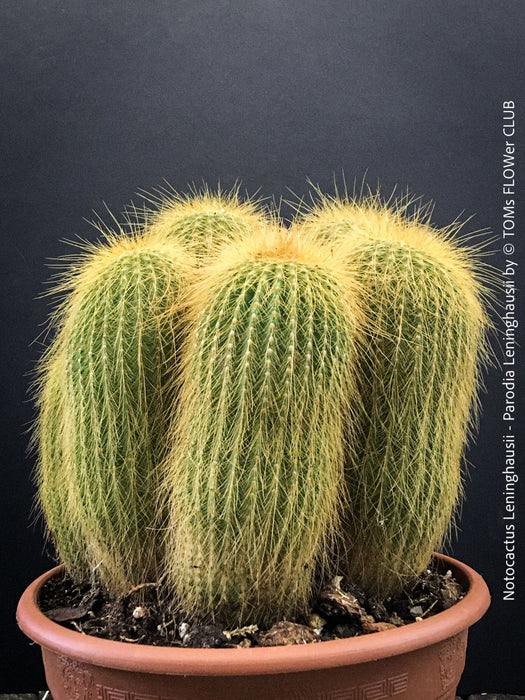 Parodia leninghausii, Notocactus leninghausii, the Golden Ball Cactus, Kaktus, cactus, hairy cactus, organically grown succulent plants for sale at TOMs FLOWer CLUB.